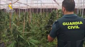 La Guardia Civil desmantela un cultivo de 5.600 plantas de cannabis en Balanegra
