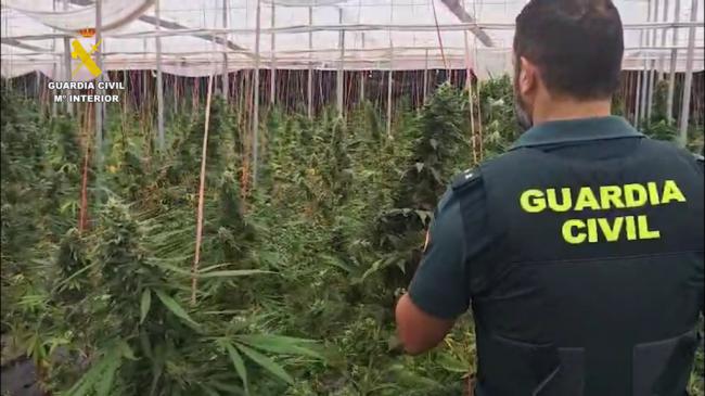 La Guardia Civil desmantela un cultivo de 5.600 plantas de cannabis en Balanegra