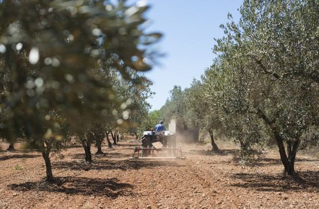 Almería recibe 13,7 M€ en ayudas para modernizar el campo y atraer jóvenes agricultores