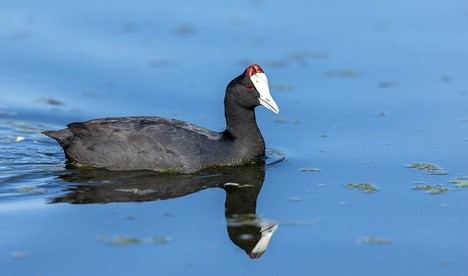 Récord de aves acuáticas en Andalucía: más de 97.500 parejas en humedales este año