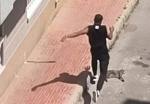 Deportan a hombre por matar al gato de su expareja en Torrevieja