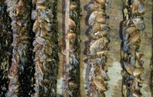 El mejillón cebra obliga a restringir la pesca en el embalse de Cuevas del Almanzora en Almería