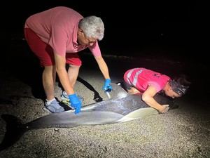 Muere delfín varado en Roquetas de Mar tras ser asistido