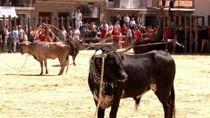 Fallece un hombre de 33 años tras ser corneado por un toro en Jaén
