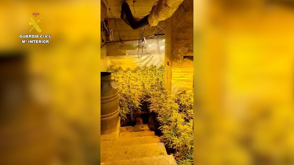 Desmantelan una plantación de 900 plantas de marihuana en Gérgal