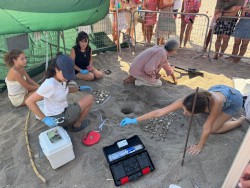 Nacen tortugas bobas en Mojácar y Roquetas de Mar, Almería