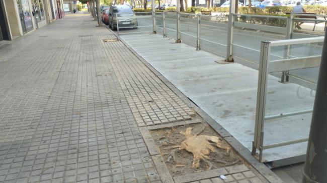 Sin árboles no quiero café
