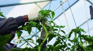 Cajamar lanza una nueva línea de financiación para agricultores de cultivos intensivos bajo plástico