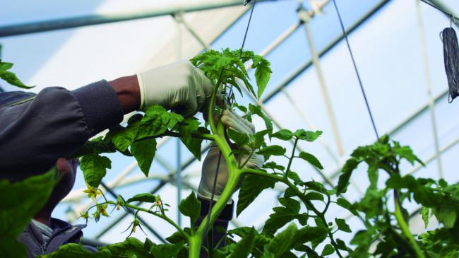 Cajamar lanza una nueva línea de financiación para agricultores de cultivos intensivos bajo plástico