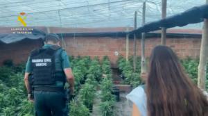 Doce detenidos por cultivo de marihuana en El Ejido