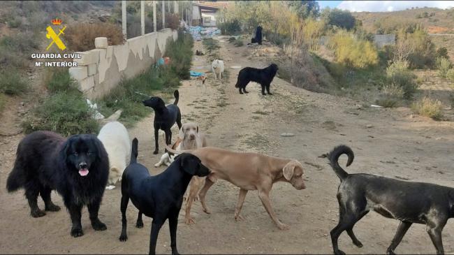 Desmantelado un criadero ilegal de perros en Macael