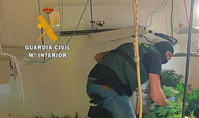 Enganche ilegal de agua y luz para mantener 216 plantas de marihuana