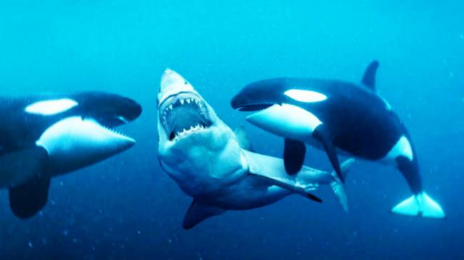 Orcas, políticos y Vinicius
