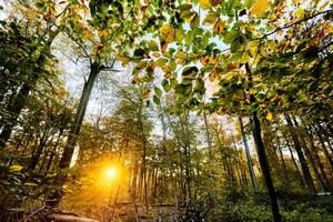 Países de la UE presentan planes para restaurar la naturaleza
