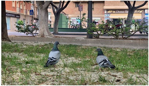 El Ayuntamiento de Almería apuesta por un control “ético” de las palomas
