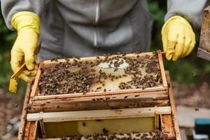 Apicultor de 70 años detenido por atacar a mossos con abejas en Lleida