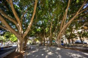Estudio sobre el Parque Nicolás Salmerón de cara a futuras posibles intervenciones
 