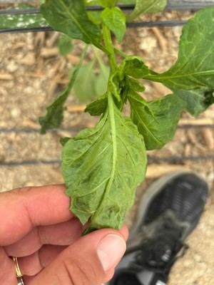 COAG Almería denuncia la falta de soluciones ante las plagas en el campo