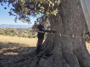 Tecnología avanzada para salvar la Encina de la Peana