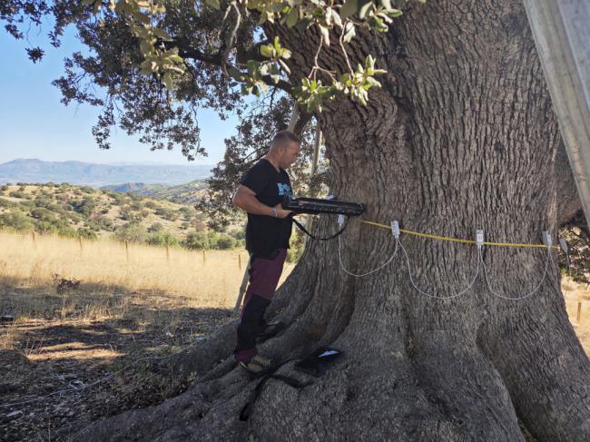 Tecnología avanzada para salvar la Encina de la Peana