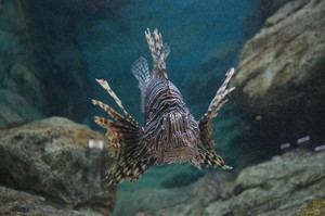 Peces tropicales invaden el mar Alborán por el cambio climático