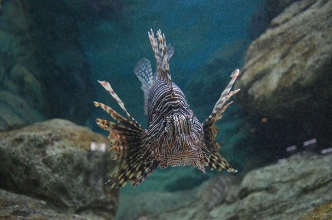 Peces tropicales invaden el mar Alborán por el cambio climático