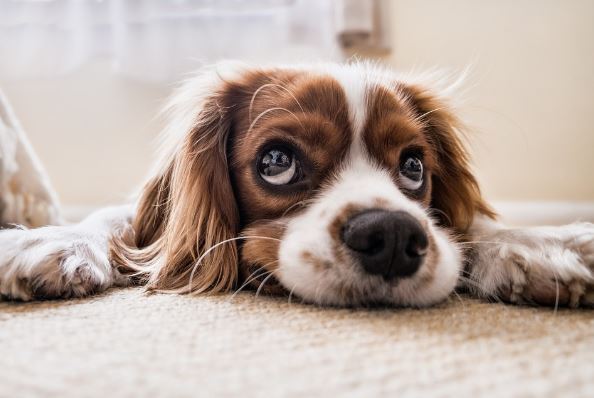 Cómo enseñar a tu perro a estar solo en casa sin asustarse