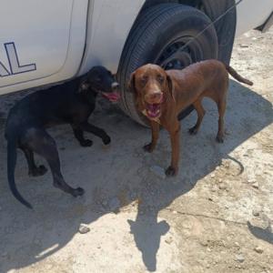 Dejan abandonados a unos perros en la A7