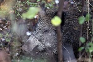 Jabalíes muertos en Barcelona dan negativo por peste porcina