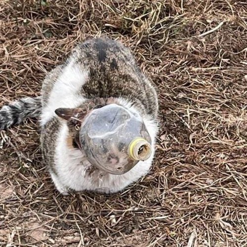 Muere el gato que apareció con una botella pegada a la cabeza en Carboneras