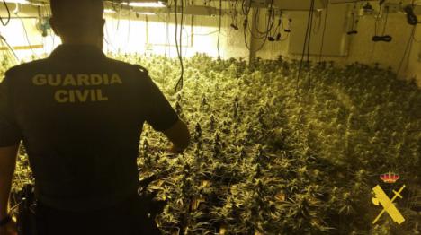 11 detenidos en operaciones contra la producción de marihuana