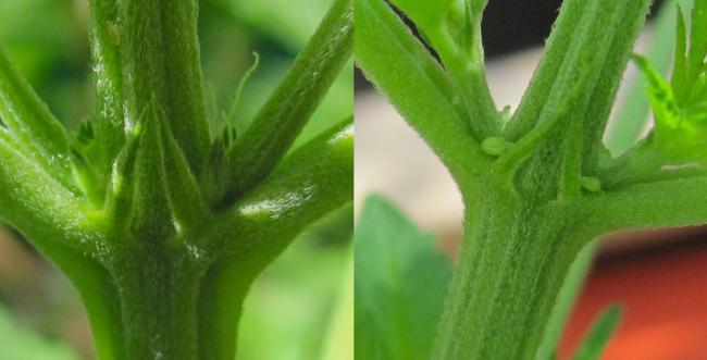 Cómo distinguir entre marihuana macho y hembra: Linda-Seeds nos da las claves