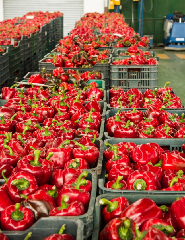 La exportación hortícola en Almería crece el 14%