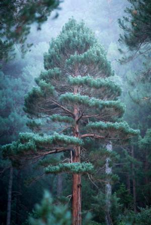 El pinsapo se muda a Almería: Bacares acogerá un experimento botánico clave frente al cambio climático