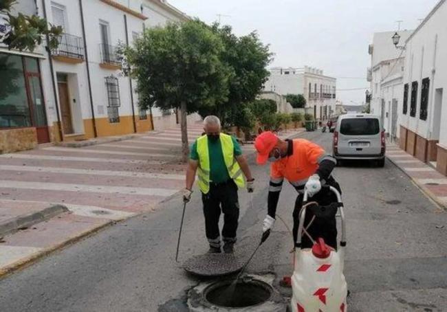 El Ayuntamiento de Dalías saca a licitación el contrato para el control de plagas