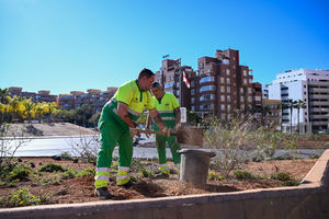 Ayuntamiento y Diputación embellecen la capital con 15.000 plantas