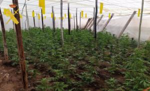 Detenidos dos hombres por cultivo de marihuana en Adra