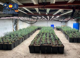 Desmantelan dos grandes plantaciones de marihuana en Almería y Berja