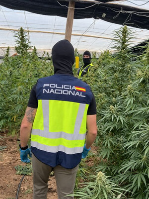 Detenidos tres hombres tras hallar 3.300 plantas de marihuana en Matagorda