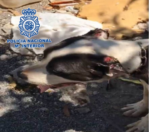 Detenido por tener abandonados a sus perros en una parcela