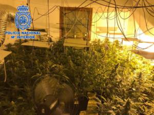 Una pareja con 40 detenciones es arrestada al estar al frente de un cortijo convertido en plantación de marihuana