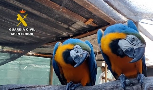 Desarticulada red internacional de tráfico de especies protegidas en España