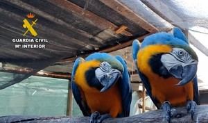 Desarticulada red internacional de tráfico de especies protegidas en España