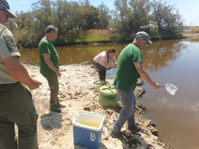 Este ese el pez de Adra que repoblará el río Guadalhorce