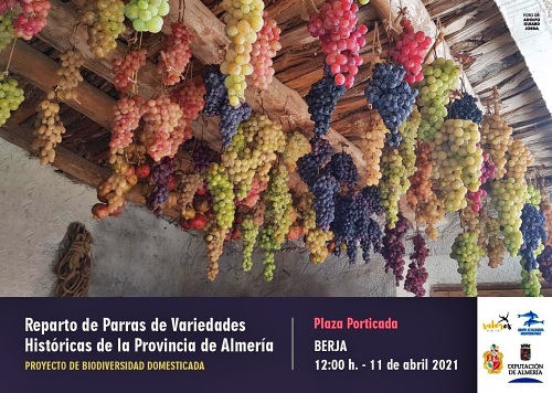 Berja reparte parras en la Plaza Porticada el domingo