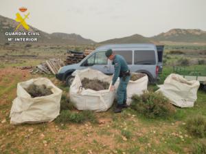 Intervenidos 100 kilos de tomillo expoliado