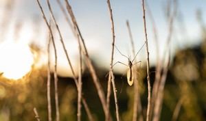 Almería alerta sobre picaduras de mosquitos y garrapatas en ferias locales