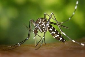 Fallece un anciano por fiebre del Nilo tras exposición en Mazagón