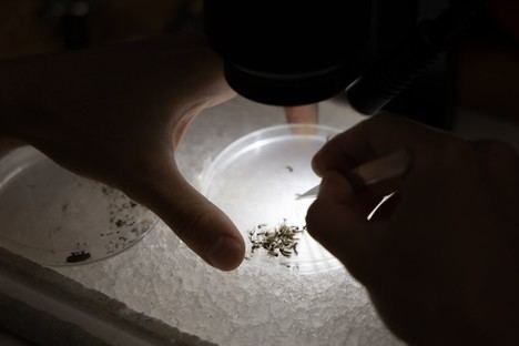 Almería en alerta por fiebre del Nilo occidental tras nuevos casos en Andalucía