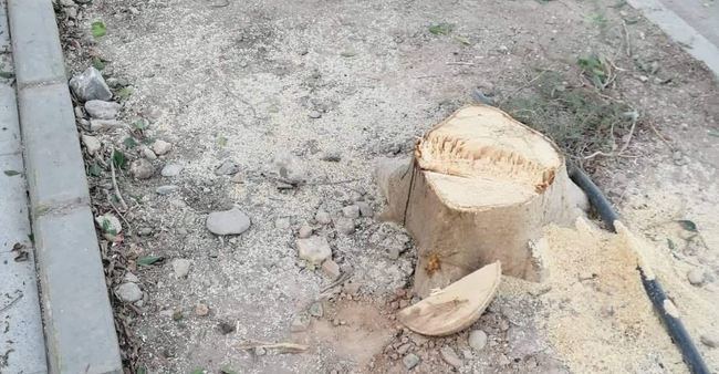 Podemos acusa a ADIF de talar árboles para el soterramiento